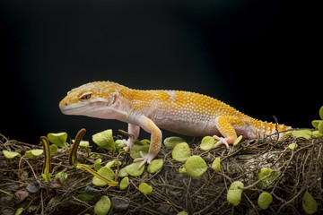 Gecko Lizard,  Gecko on Branch