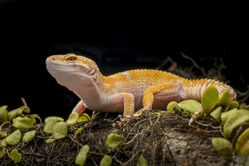 Gecko on branch, gecko lizard 