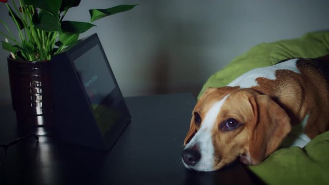 4K Owner Calling his Dog Pet on Smart Home Device