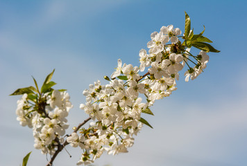 Cherry blossom on branch over blue sky