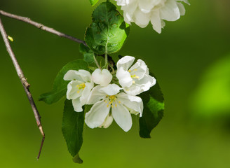 Apple tree blossoms in spring close-up on green background