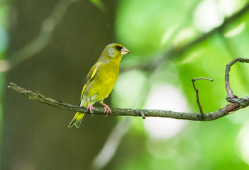 Greenfinch (Chloris chloris) in park