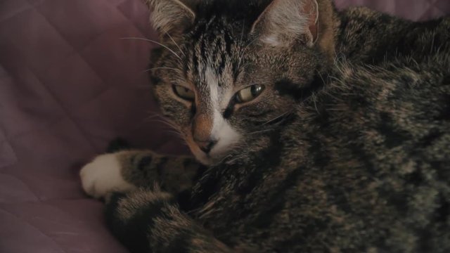 Charming household shorthair tabby cat lying on bed