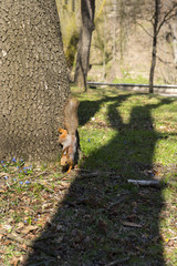 squirrel descends from the tree to the ground