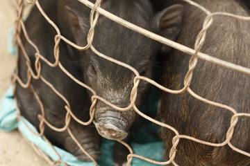 group of black pigs in a small cage to be sold at a market in Laos, Southeast Asia