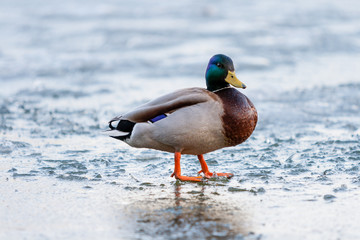 Drake walks through the melting ice of the pond in the park in the spring at sunset in April.