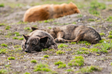 Fototapeta premium Stray dogs rest on the lawn. April is the month. Grass only breaks through