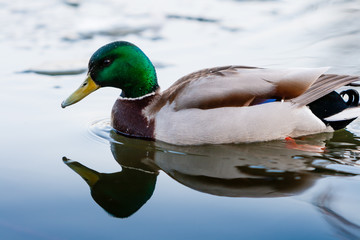 Obraz premium The drake swims along the edge of the ice-covered pond in the park in the spring at sunset in April.