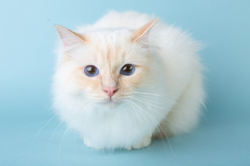 Obraz premium birman male cat lying on blue background