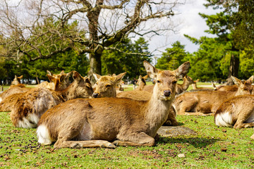 Deer in the parks of Nara, Japan