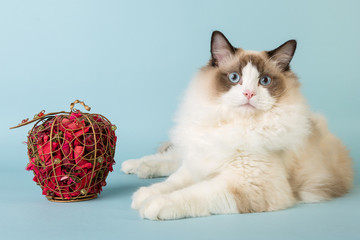regdoll male cat looking at camera