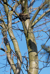 Common Starling (Sturnus vulgaris) on a branch
