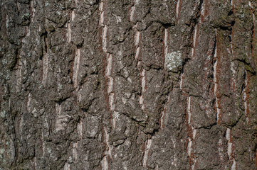 Fototapeta premium Tree bark texture with some moss