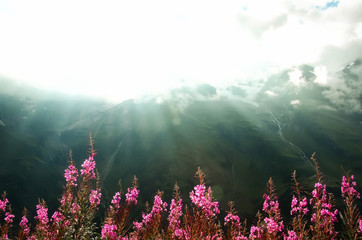 Obraz premium First spring flowers on Alps mountains background in cloudy day. Copy space. Spring, summer, travel concept in tendy green colors.