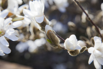 Bl&uuml;ten, Knospen, Sternmagnolie