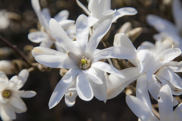 Bl&uuml;ten, Knospen, Sternmagnolie