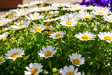 Obraz premium Wild daisies in Japanese park