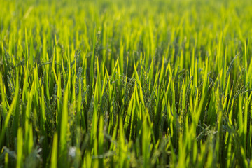 green grass during the sunset