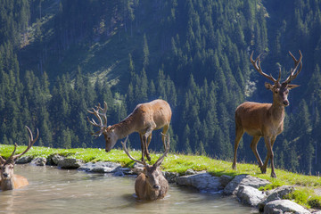 Rehe