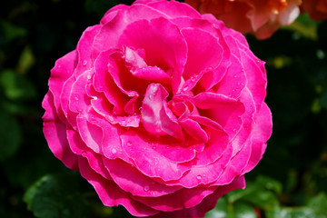 une rose dans le parc de la pépinière a Nancy
