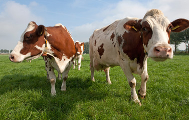 Fototapeta na wymiar Cows in Dutch meadow. Cattle breeding
