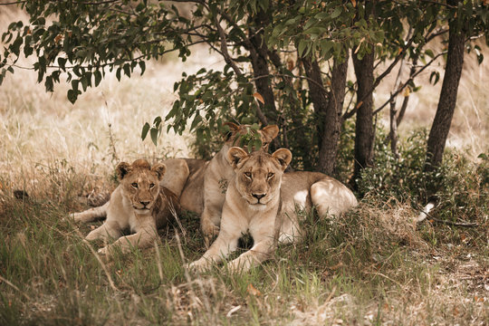 Lions resting on grassy field