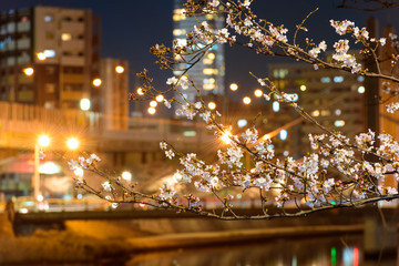 夜桜と地方都市