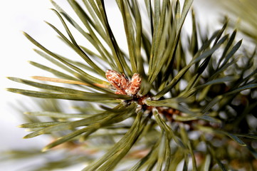 сосновая веточка