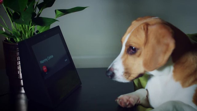 4K Mammy Calling his Dog Pet on Smart Home Device