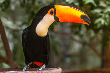 Big orange billed toucan sitting on the branch in the rainforest of Foz do Iguazu forest, Brazil