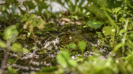 Common toad hidden in the shade of leaves