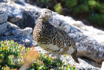 a snow grouse, a ptarmigan with alpine plants / 高山植物(ハイマツ)の中のライチョウ(メス)