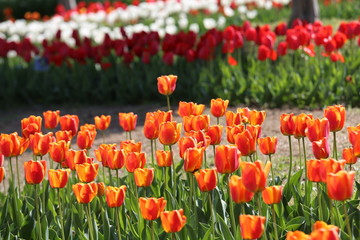 馬見丘陵公園のチューリップ