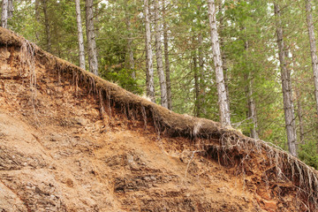 Tree Roots Exposed Due to Soil Erosion