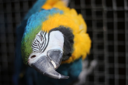 parrot bird sitting on the net