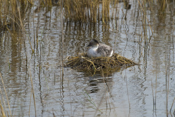 Silvery Grebe , Patagonia, Argentina