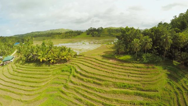 Rice fields of the Philippines. The island of Bohol. Filipino village with houses.