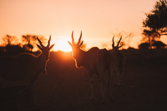 The silhouette of kudu standing on a landscape at sunset