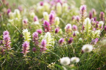Obraz premium Wild flowers in the clearing. Natural floral background, spring, summer.