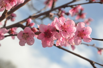 Fleurs de pêcher sous le soleil