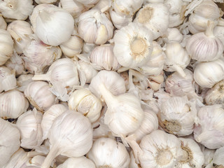 Organic Garlic Cultivation in Bangladesh