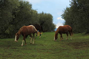 horses that eat grass