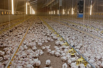 Chicks in stable. Chicken breeding. Poultry. Netherlands - obrazy, fototapety, plakaty