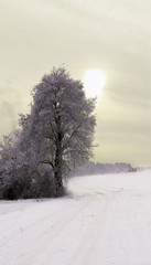 Snow-covered tree at sunset next to a white dirt road. Winter landscape. 