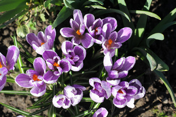 Fototapeta na wymiar Flowers crocus, Spring season.