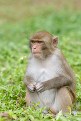 wild monkey portrait close up