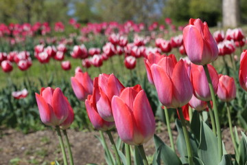 馬見丘陵公園のチューリップ