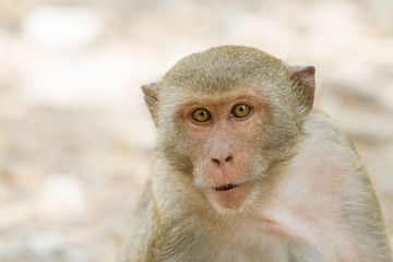 wild monkey portrait close up