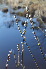 A branch of willow near the water. © svitlana