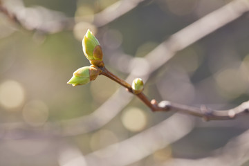 First spring buds on tree branch